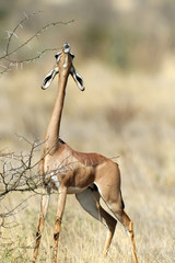 Gerenuk