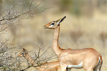 Gerenuk