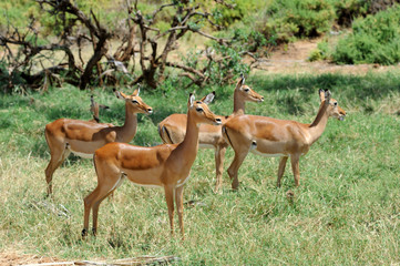 Impala