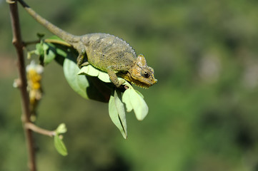 Obraz premium Chameleon