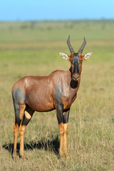 Topi Antelope