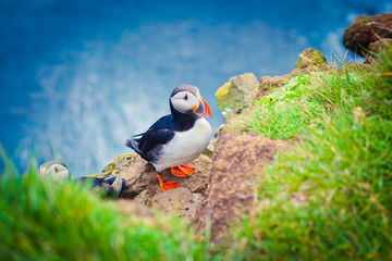 Atlantic Puffin on Latrabjarg Cape, Vestfirdir, Iceland.