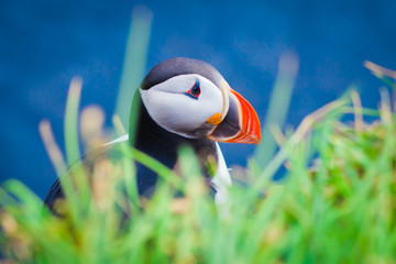 Atlantic Puffin on Latrabjarg Cape, Vestfirdir, Iceland. © tsuguliev