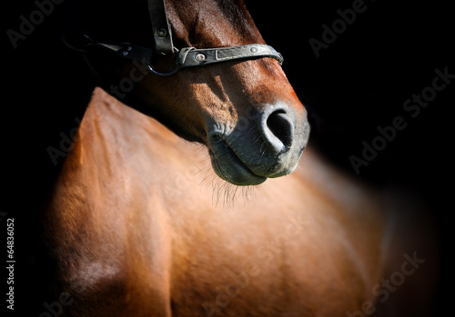essayez horse Welcome to the new brave browser experience a faster, more private and secure browser for pc, mac and ios and android block ads and trackers that slow you down, cost you money and invade your privacy. essayez horse Welcome to the new brave browser experience a faster, more private and secure browser for pc, mac and ios and android block ads and trackers that slow you down, cost you money and invade your privacy.