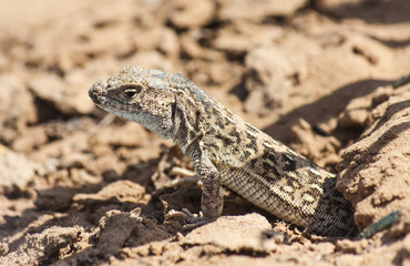 lizard