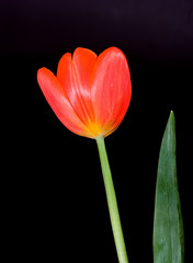 Fototapeta premium Orange Tulips