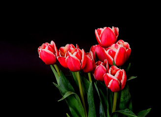 Crimson Tulips