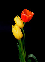 Yellow and Orange Tulips