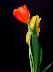 Naklejka premium Yellow and Orange Tulips