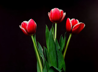 Crimson Tulips