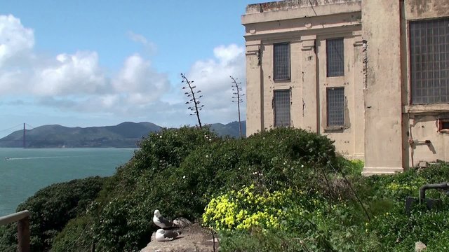 Alcatraz Island Federal Penitentiary. Seabirds habitation.