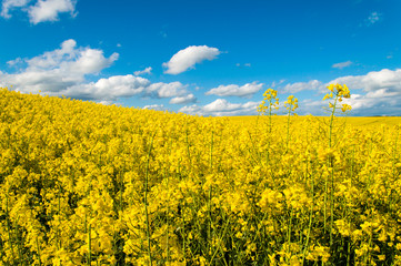 Field of yellow rape