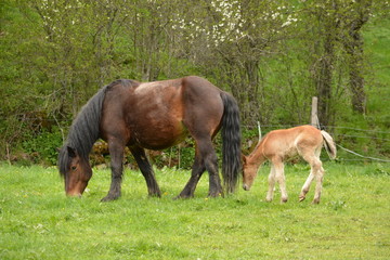 Naklejka na ściany i meble Hodowla i konia na łące na zielonej trawie na wiosnę