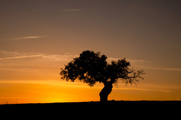 Tree silhouette at sunset with orange sky