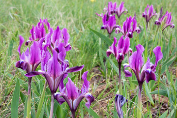 Wild purple irises