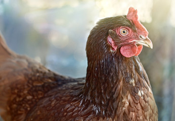 Closeup portrait of a chicken.