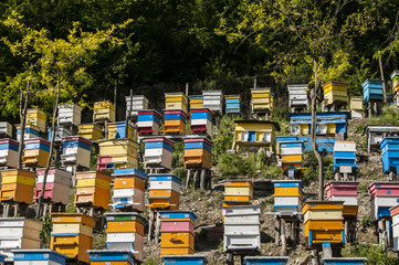 Colored wooden beehives on mountain forest slope