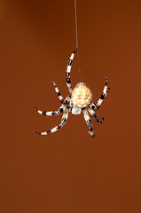 spider