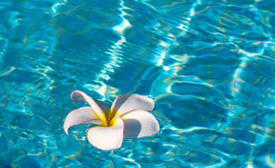 frangipani flower
