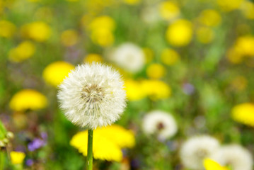 dandelion