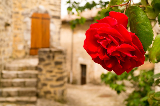 Rose dans les rues de Gras en Ard&egrave;che