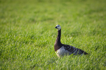 Barnacle Goose on green meadow
