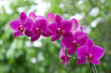  orchid