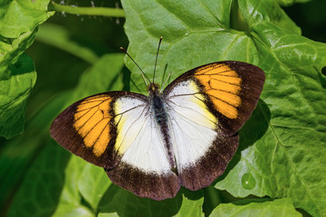 Yellow orange tip butterfly