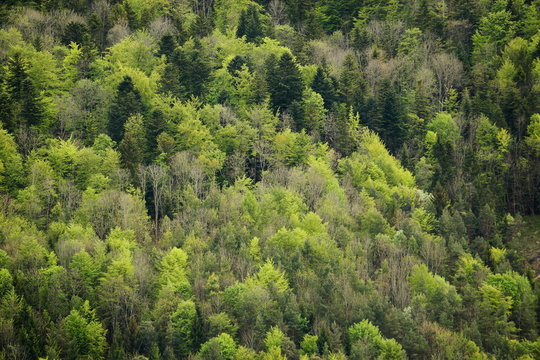Wald am Albtrauf im Fr&uuml;hjahr