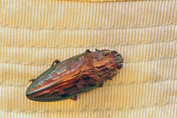 Escarabajo dorado, Sauceda, Hurdes, España