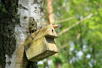 Kleiber, Sitta europaea am Nistkasten