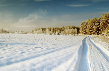 Fototapeta na wymiar Winter Forest. Landscape.