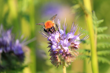 Wiesenhummel auf Nektarsuche, Bombus pratorum