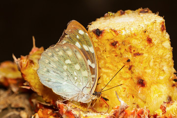 Female of Aarchduke butterfly on fruit