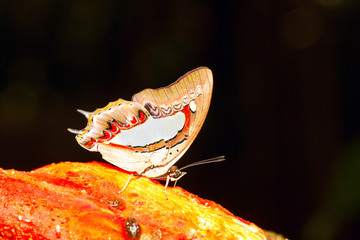 The Common Nawab butterfly