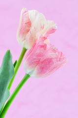 Variegated tulips