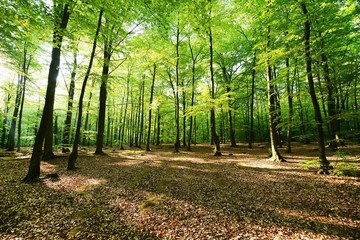 Fototapeta premium forest