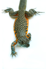 Butterfly Agama Lizard isolated
