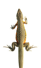 Butterfly Agama Lizard isolated