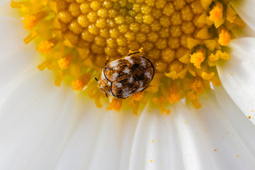 varied carpet beetle on a daisy