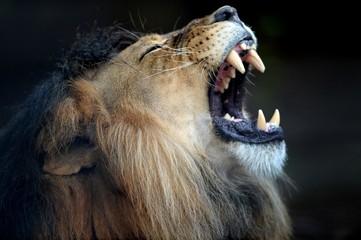 Fototapeta premium African Lion
