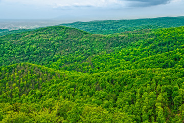 Hills and forests