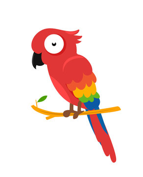 parrot