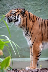 Sumatran Tiger