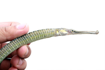 Pipefish in hand on white background