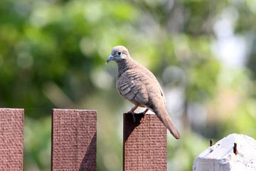 Spotted Dove