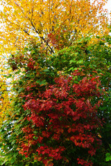 autumn colors
