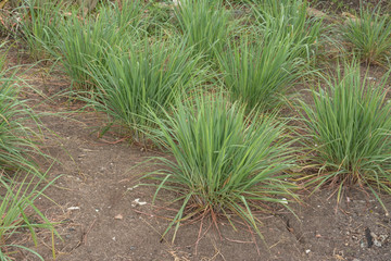 Lemon grass plant