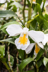 White orchid with leaves on tree, Dendrobium formosum.