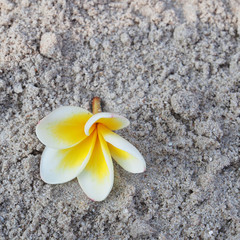 Plumeria group on sand